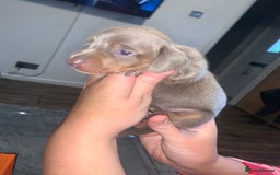 Miniature Dachshund dogs for sale: Kc miniature daschunds - Image 1