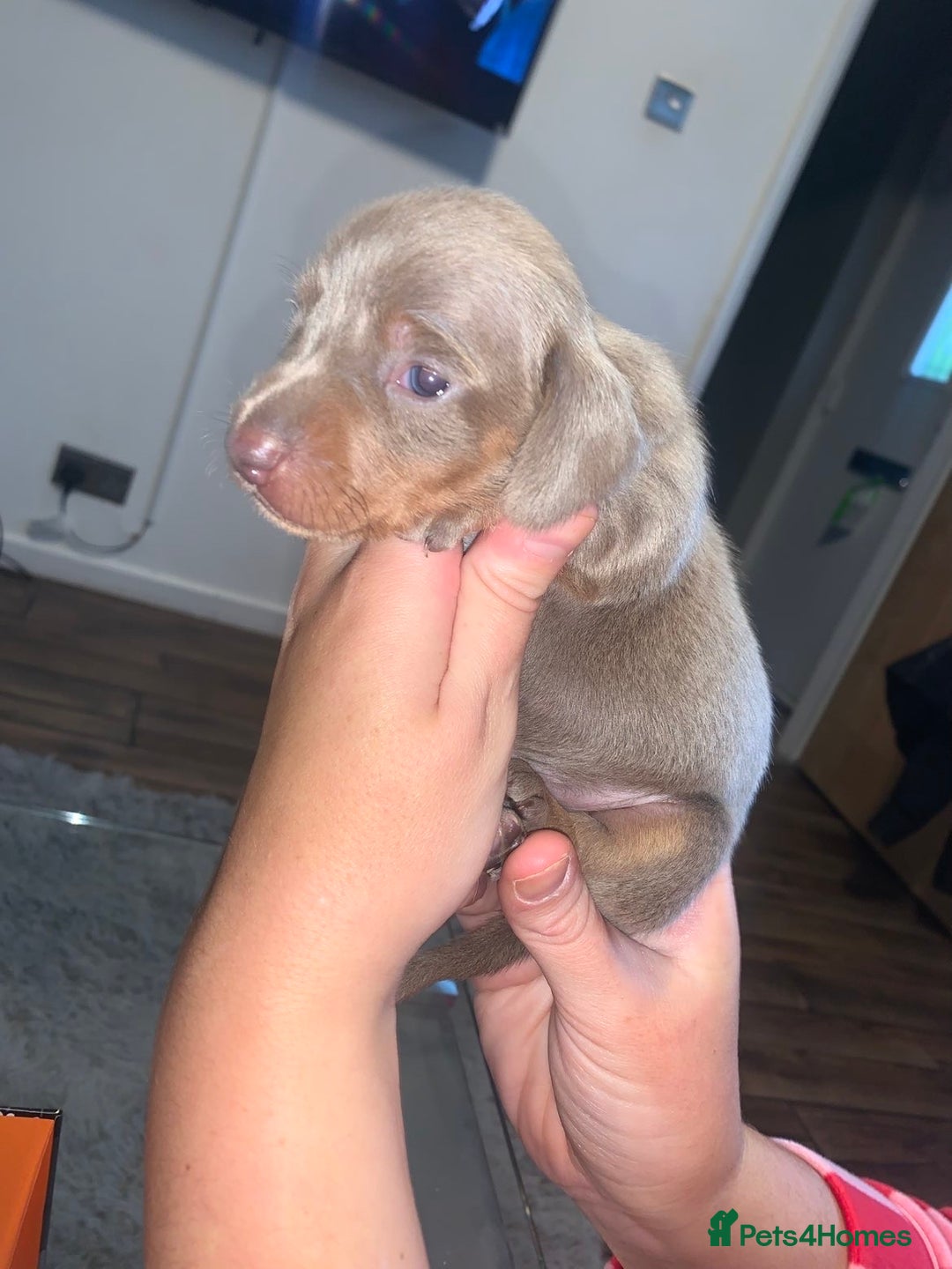 Miniature Dachshund dogs for sale: Kc miniature daschunds - Image 1