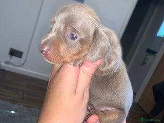 Miniature Dachshund dogs - Advert 3