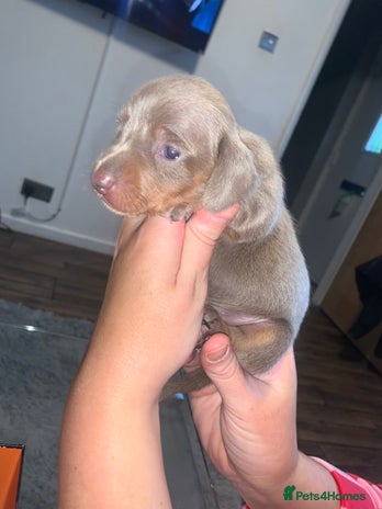 Miniature Dachshund dogs - Advert 1