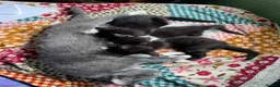 Mixed Breed cats for sale: 2 adorable kittens for sale  - Advert 6