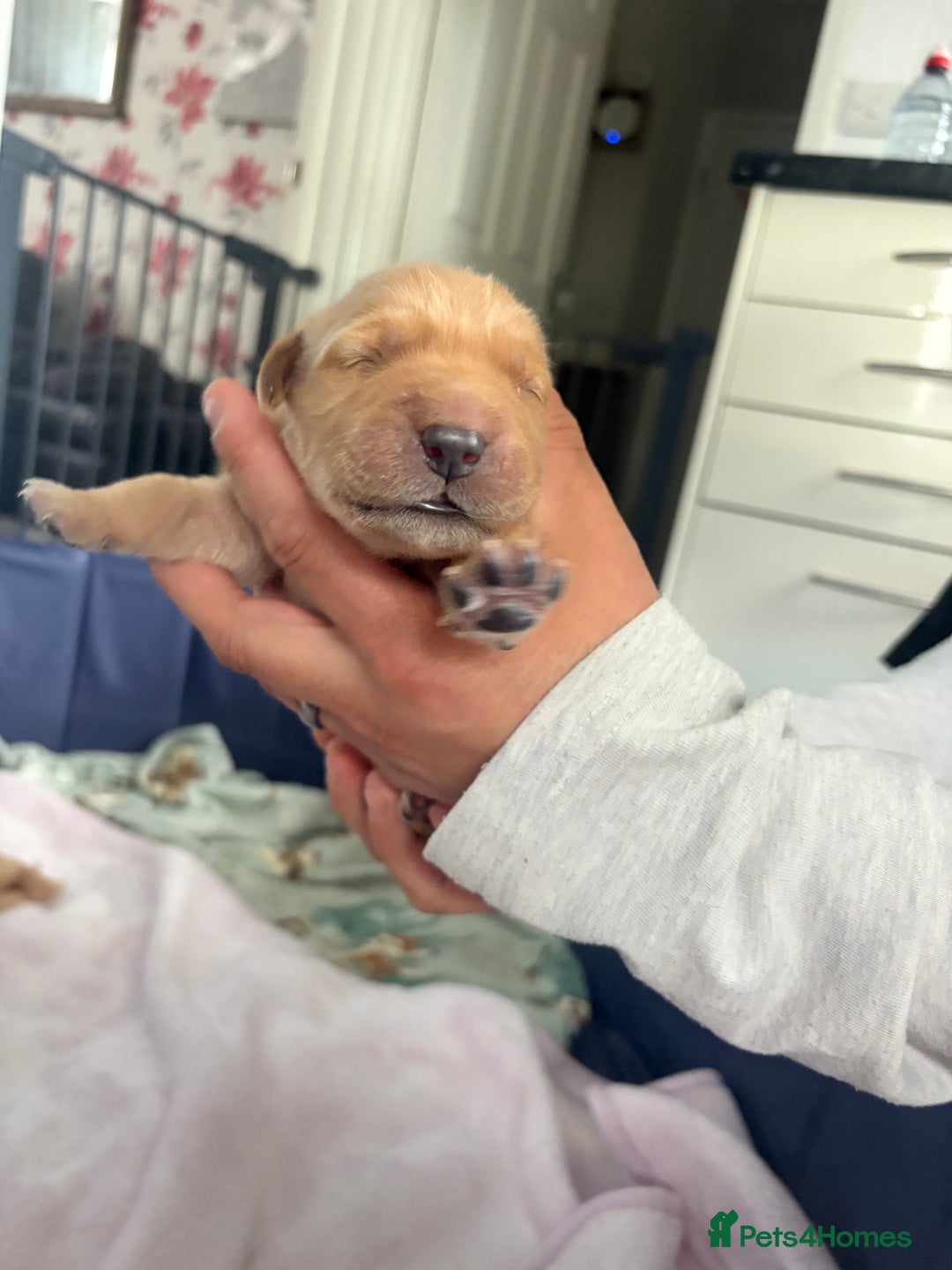 Golden Retriever dogs for sale: 6 beautiful golden retriever pups - Image 12