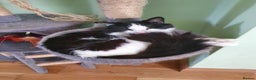 Mixed Breed cats for sale: Lovely long hair cat needs new home - Advert 2