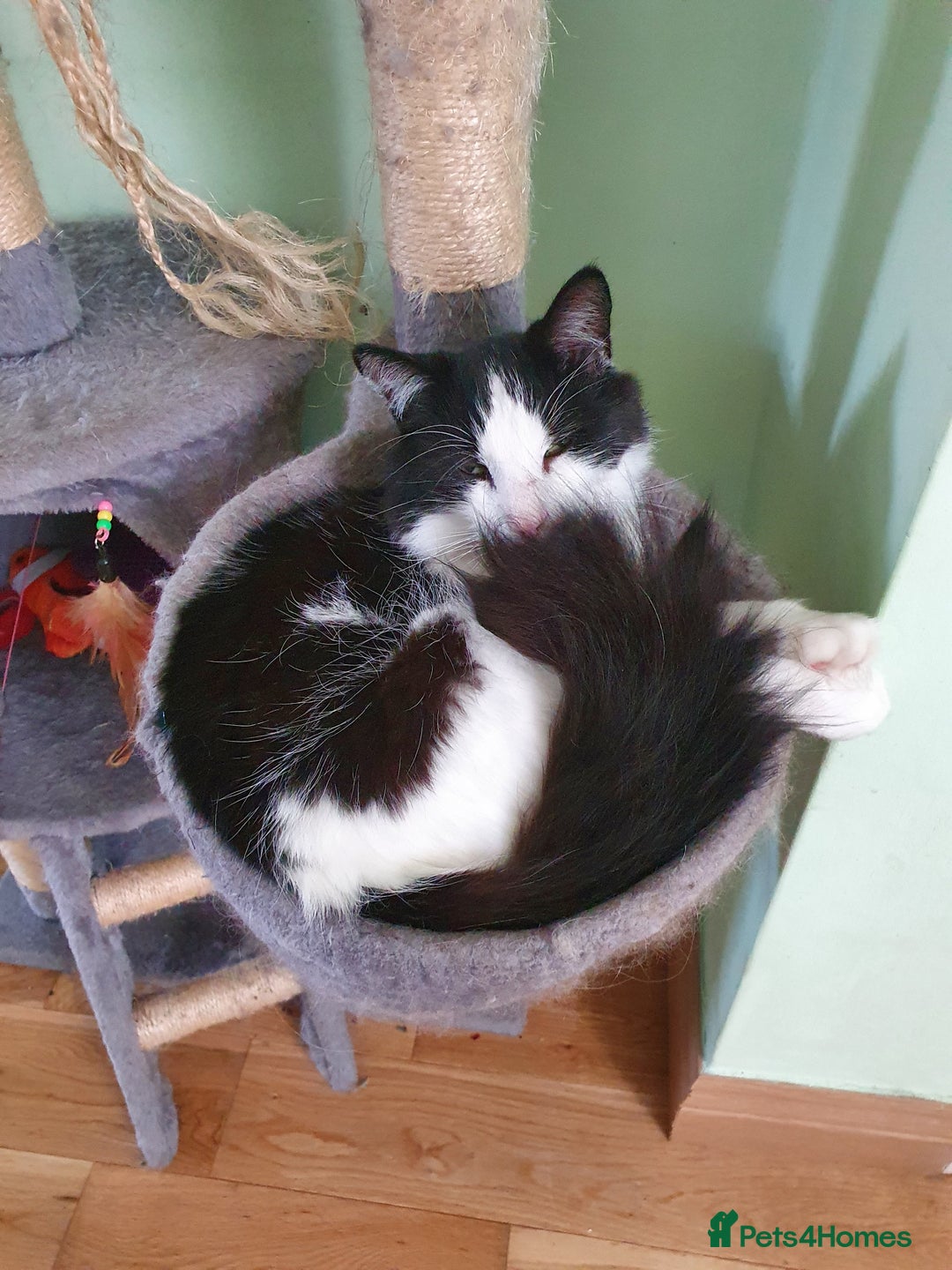 Mixed Breed cats for sale: Lovely long hair cat needs new home - Advert 2