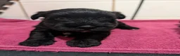 Miniature Schnauzer dogs for sale: Miniature schnauzer  in Evesham - Advert 3