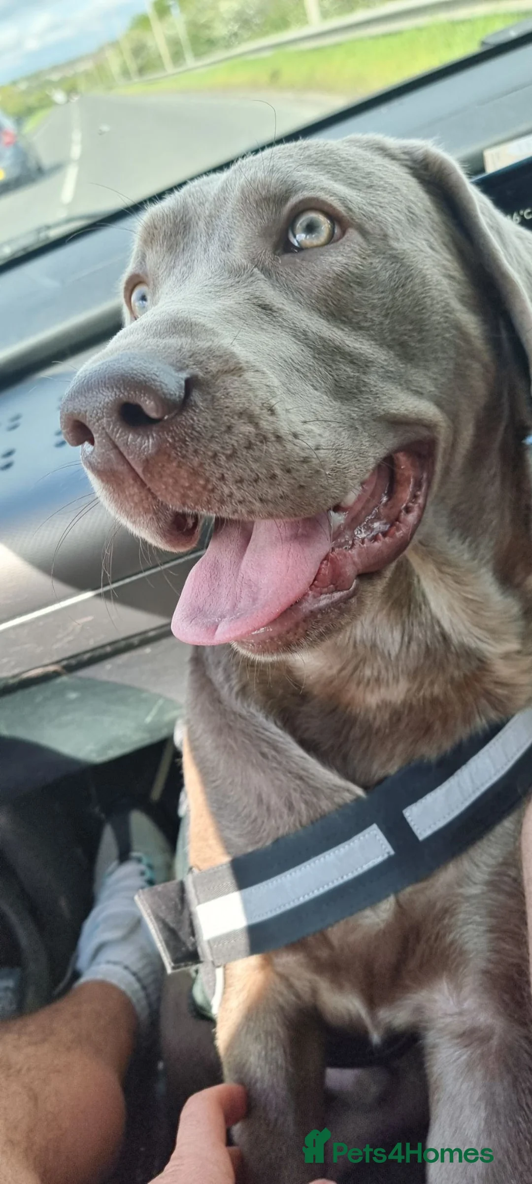 Labrador Retriever dogs for sale: 10 month old silver KC labrador  in Basildon - Advert 2