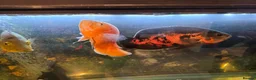 Cichlids fish for sale: Chilli red Oscar & Tiger Oscar  - Advert 3