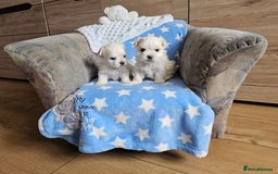 Maltese dogs for sale: KC Korean Maltese Terrier Puppies - Image 20