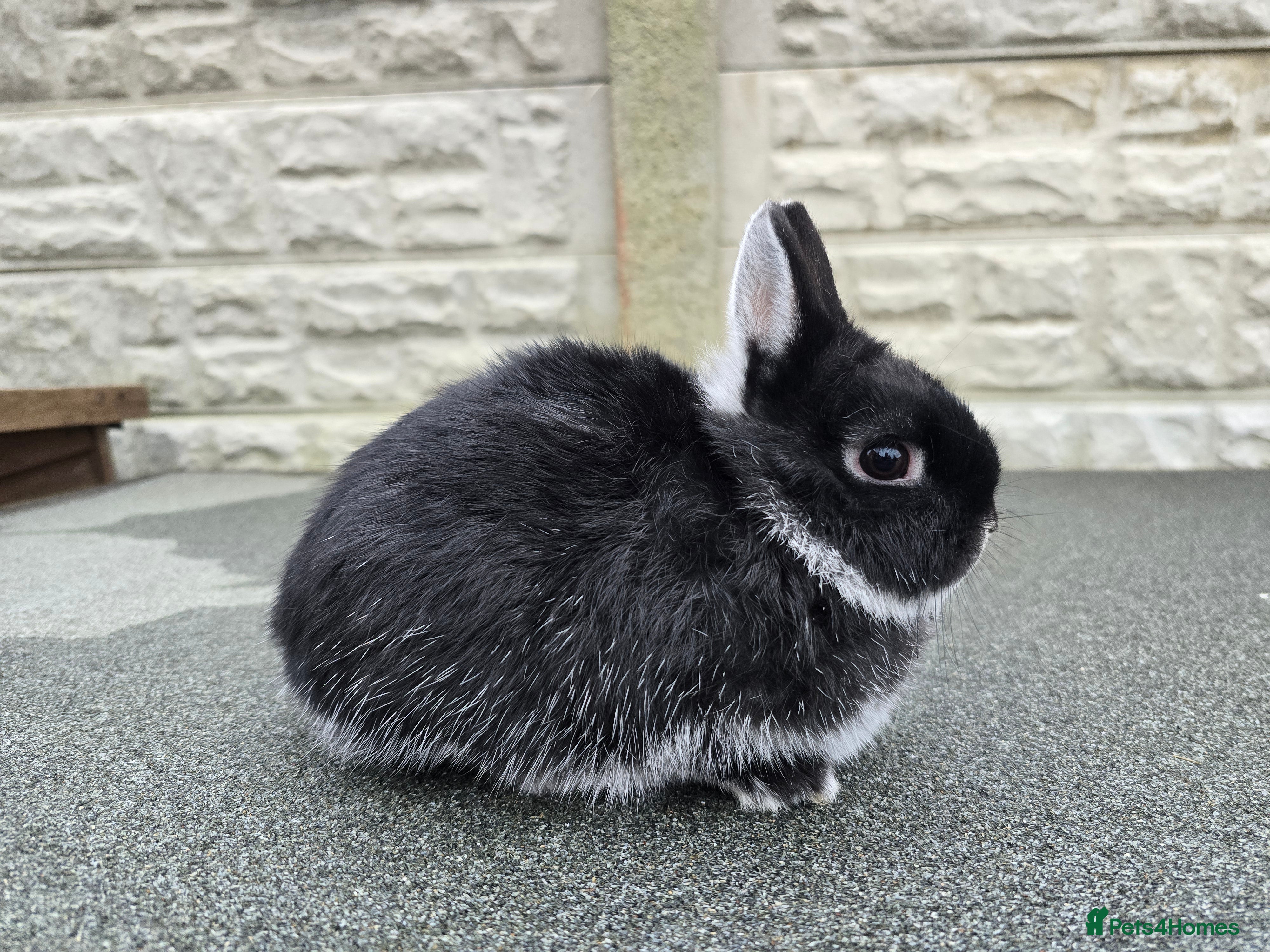 Netherland Dwarf rabbits Black fox doe netherland born 1st October  - Advert 20