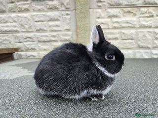 Netherland Dwarf rabbits Black fox doe netherland born 1st October - Advert 20