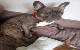 French Bulldog dogs for sale: Bruce  - Image 2
