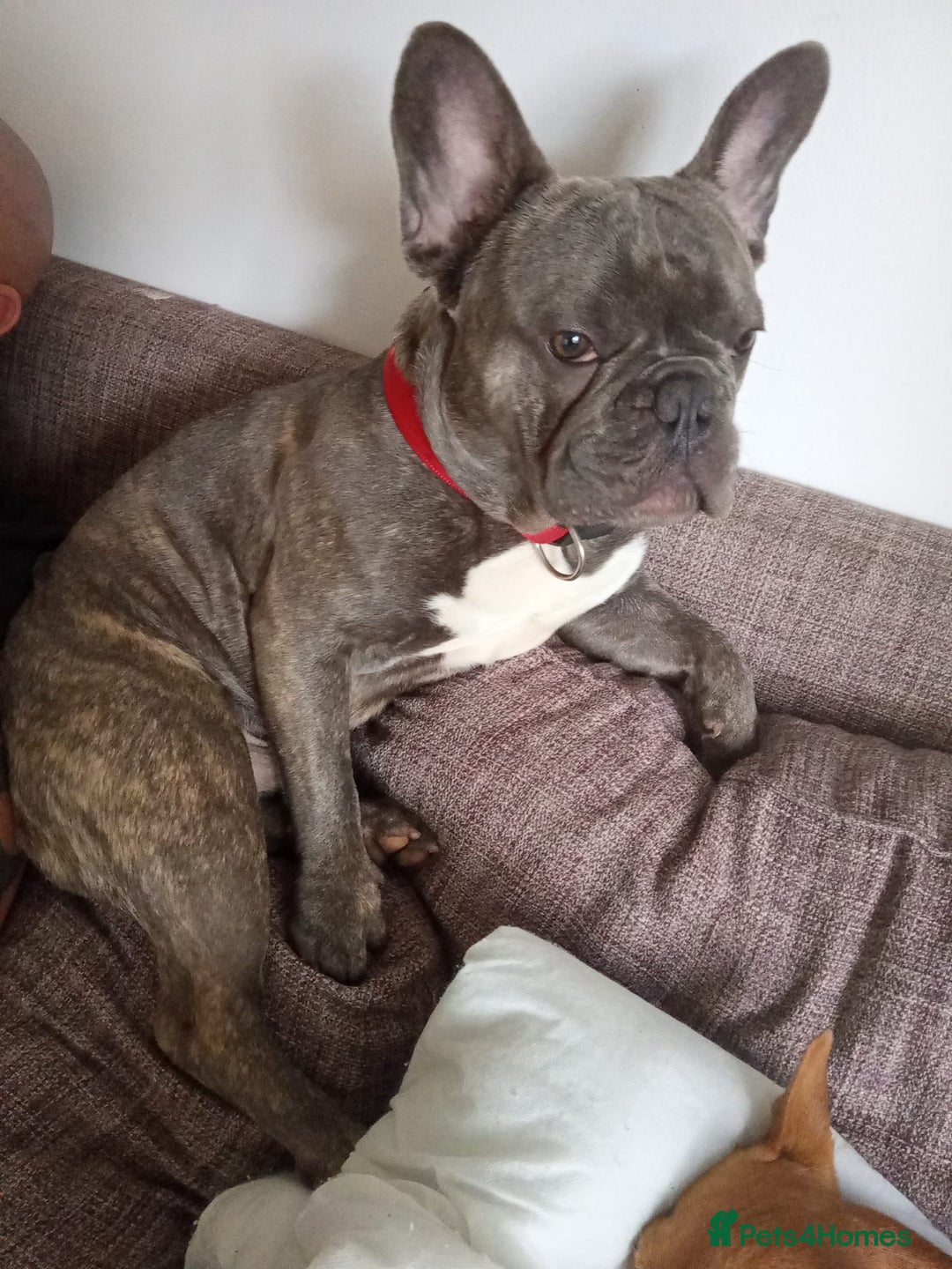French Bulldog dogs for sale: Bruce  - Image 2