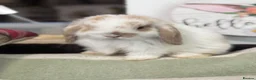Mini Lop rabbits for sale: Gorgeous, friendly baby mini lops *vaccinated* - Advert 6