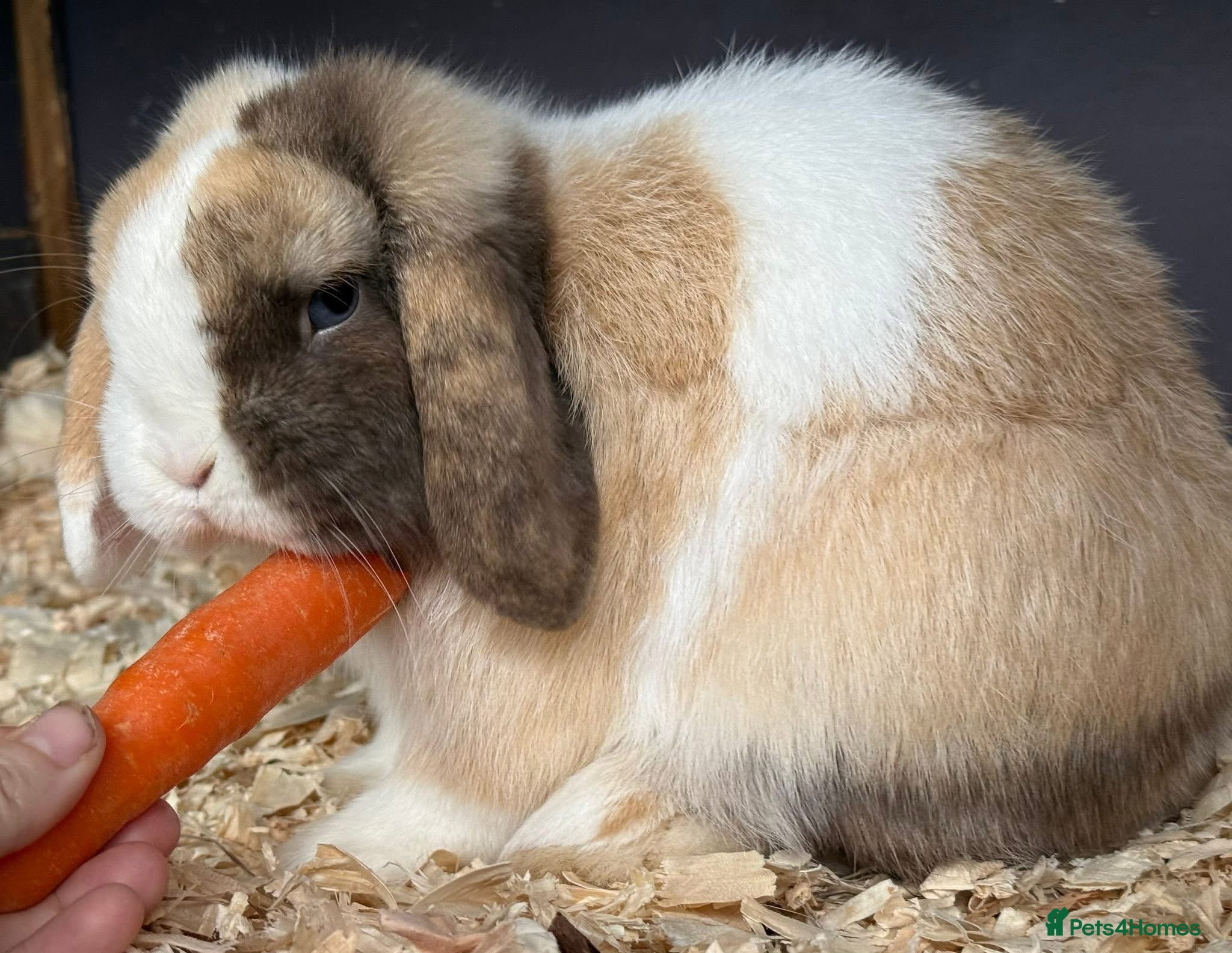 Mini Lop rabbits Chocolate Harli extreme mini lop buck - Advert 1