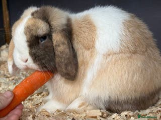 Mini Lop rabbits Chocolate Harli extreme mini lop buck - Advert 1