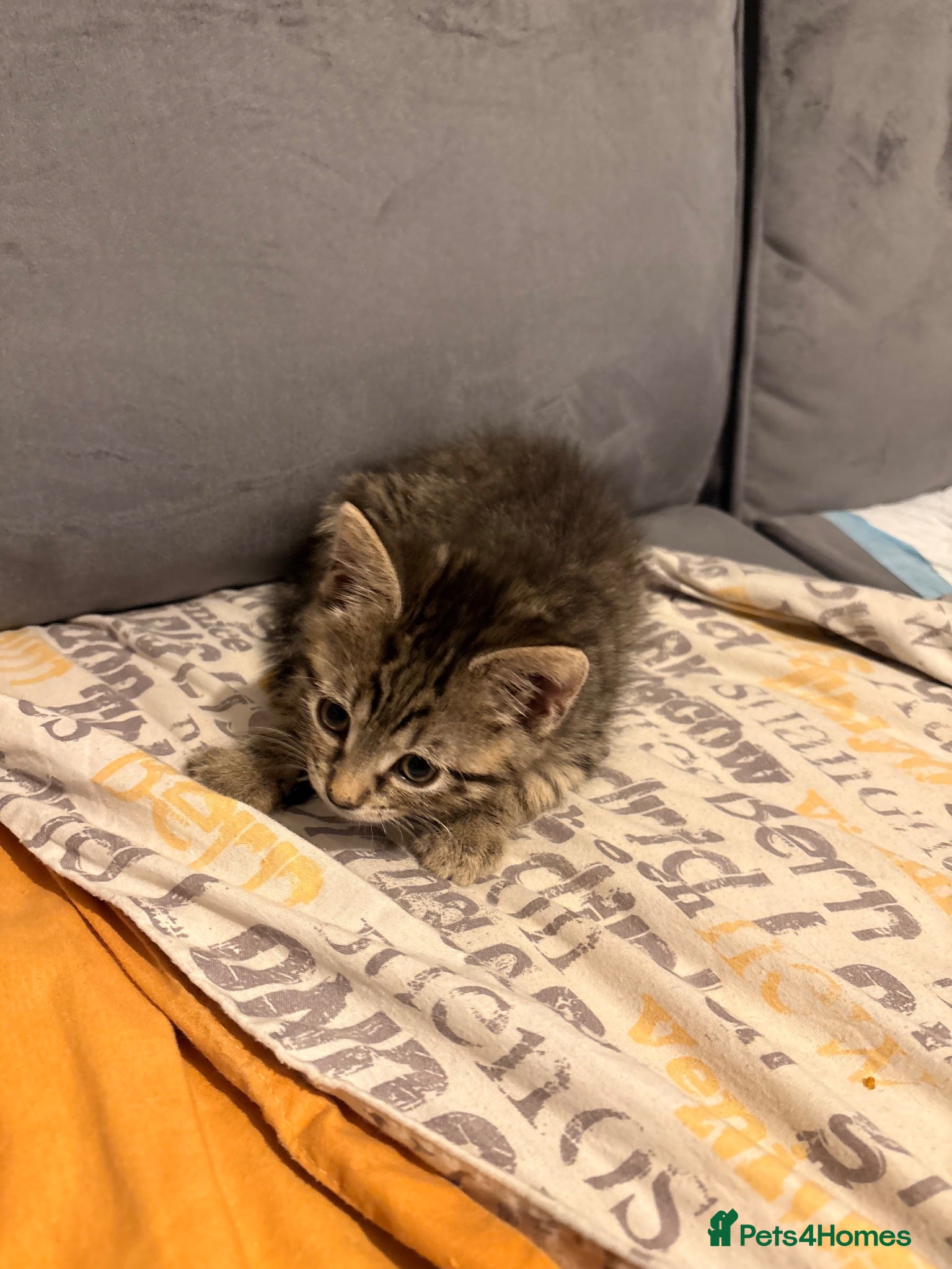 British Shorthair cats Beautiful little tabby boy - Advert 1