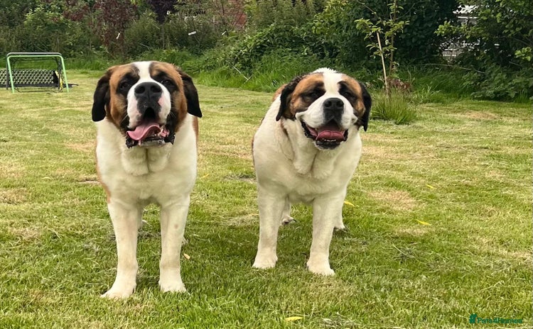 Saint Bernard dogs - Advert 1