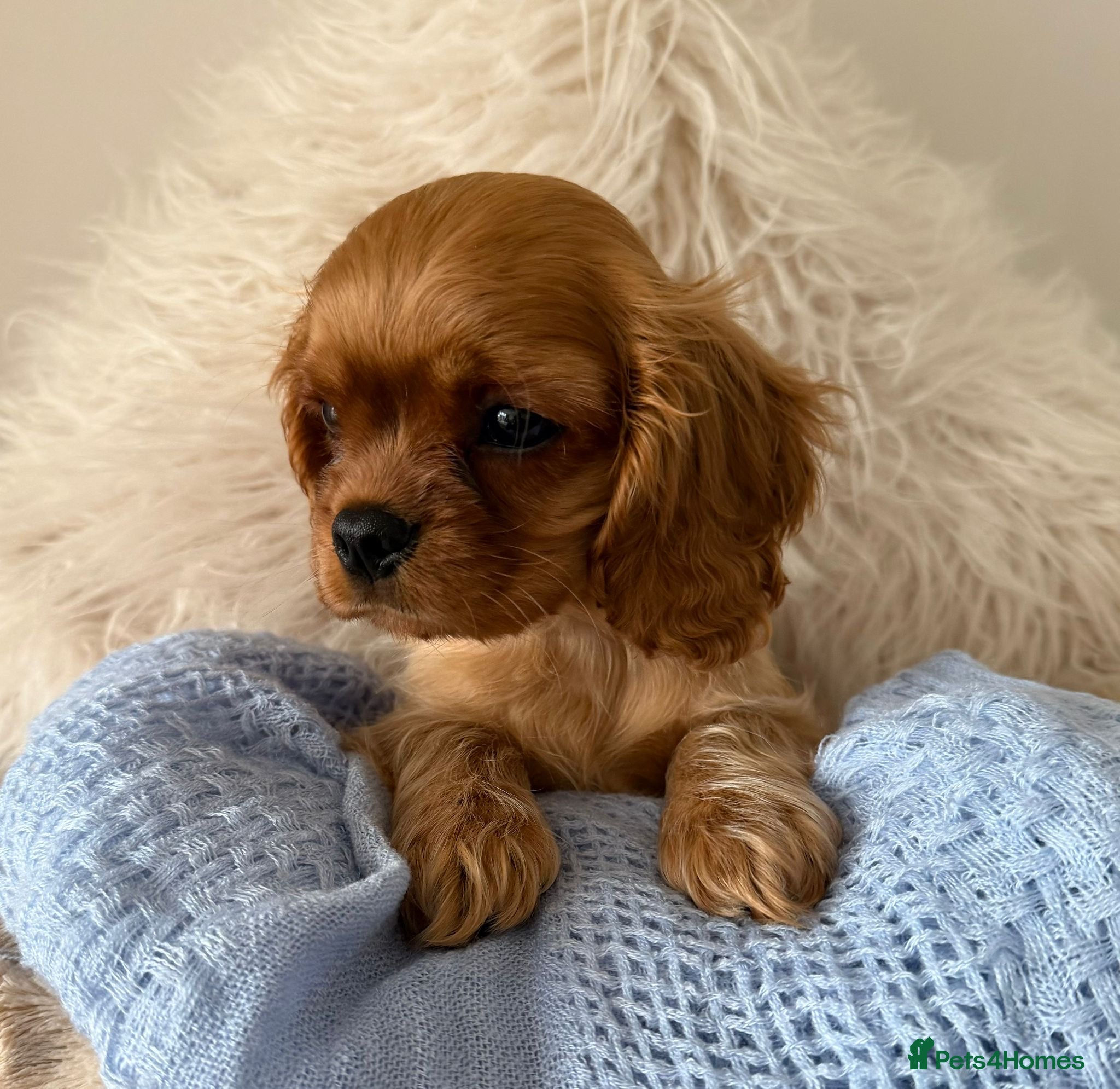 Cavalier King Charles Spaniel dogs CKCS Puppies Tested Bloodlines, KC Reg - Advert 2