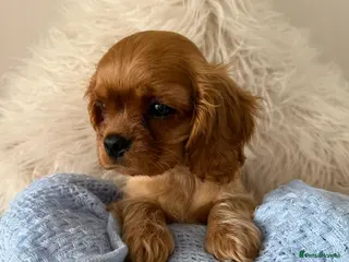 Cavalier King Charles Spaniel dogs CKCS Puppies Tested Bloodlines, KC Reg - Advert 2
