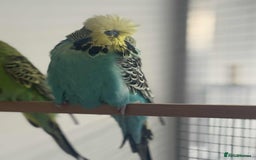Budgerigars birds for sale: Selection of Budgies’s  - Advert 10