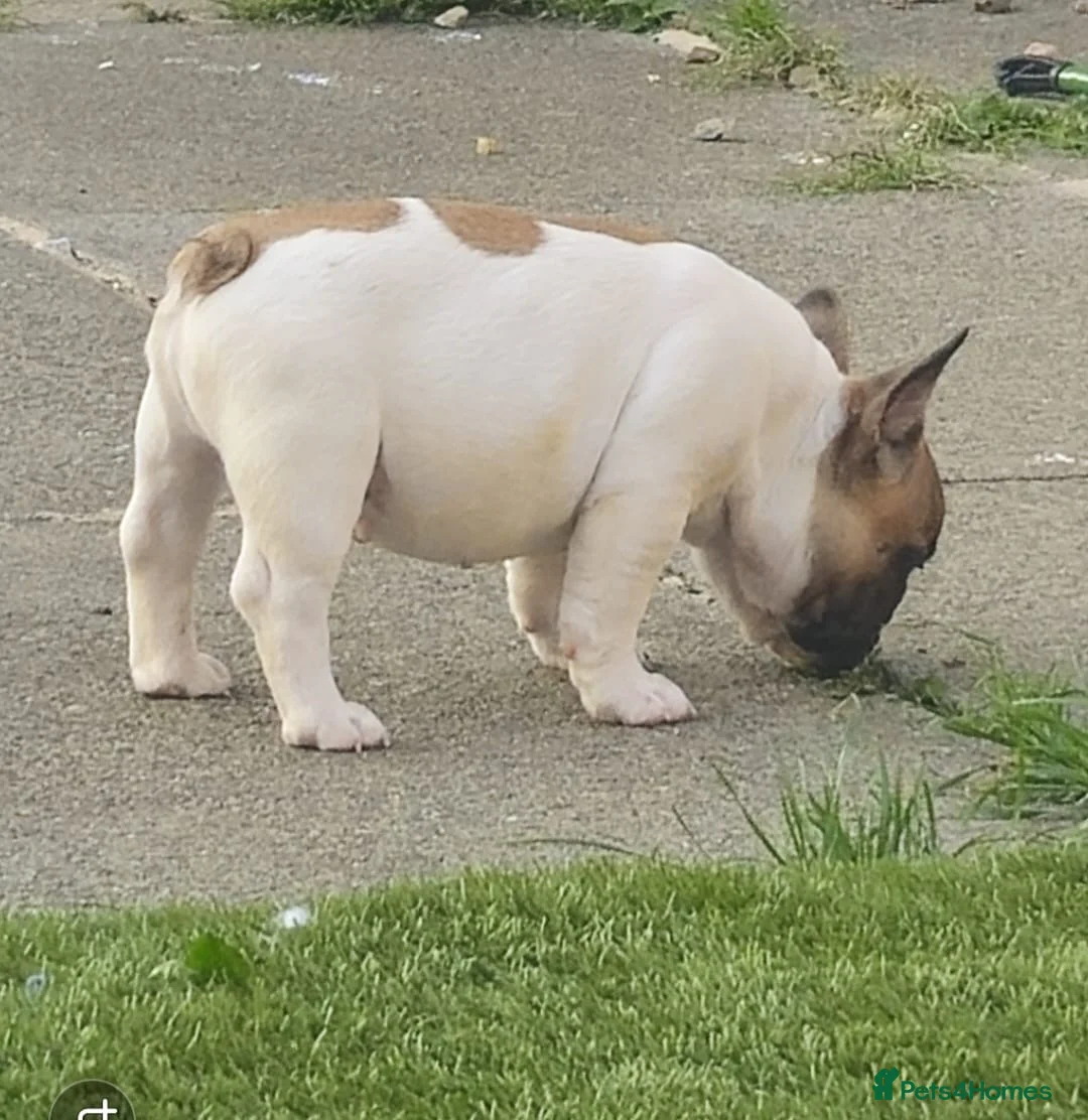 French Bulldog dogs for stud: Mani standard red silver fbce RFG 1  in Edinburgh - Advert 27