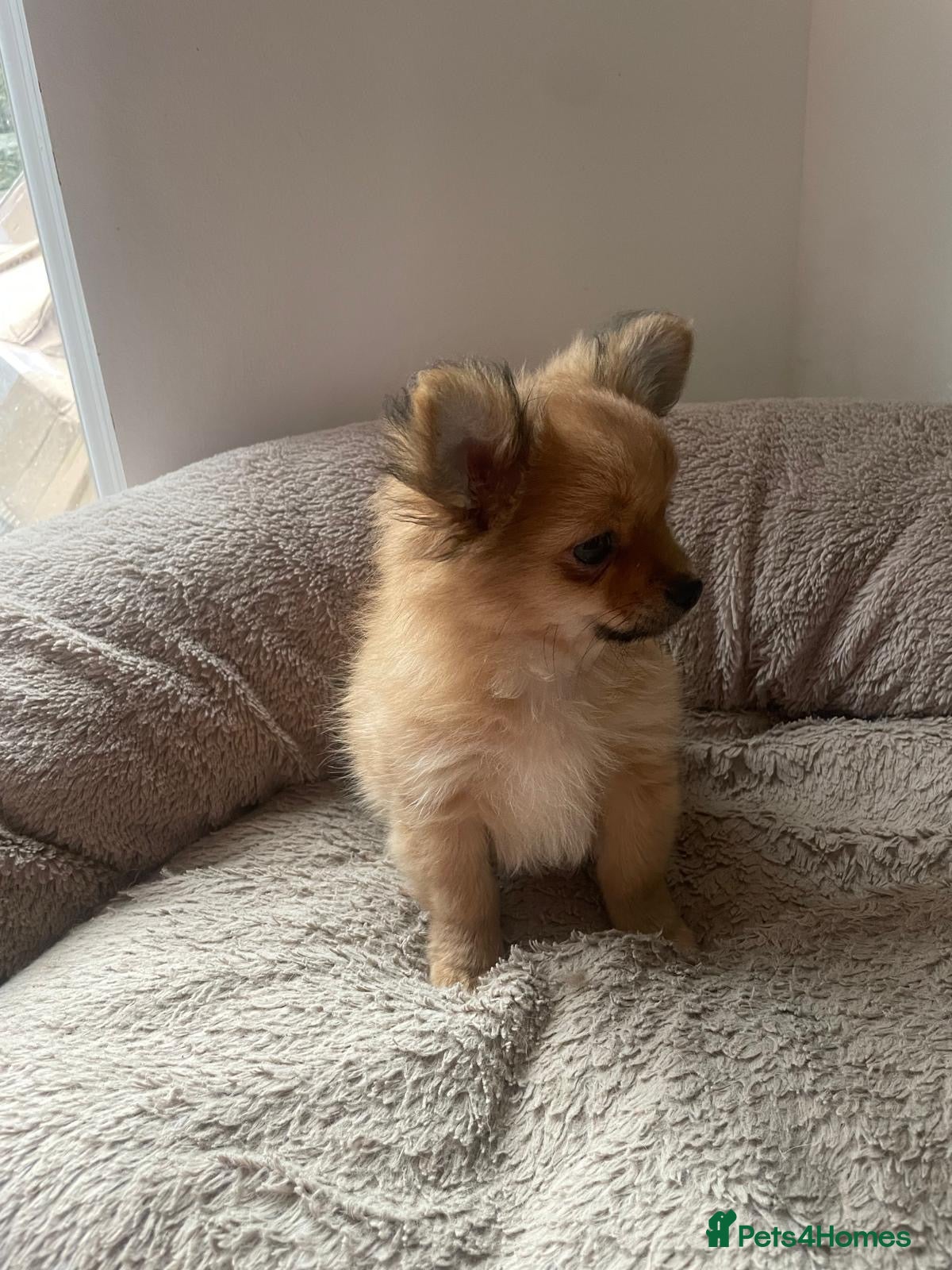 Pomchi dogs Tiny lively happy Pom  - Advert 2