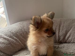 Pomchi dogs Tiny lively happy Pom - Advert 2