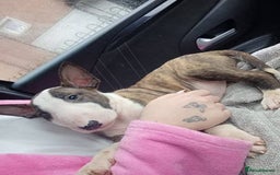 English Bull Terrier dogs for sale: 2 male English bull terrier pups - Image 8