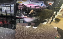 Domestic Shorthair cats for sale: Kittens for sale  - Image 2