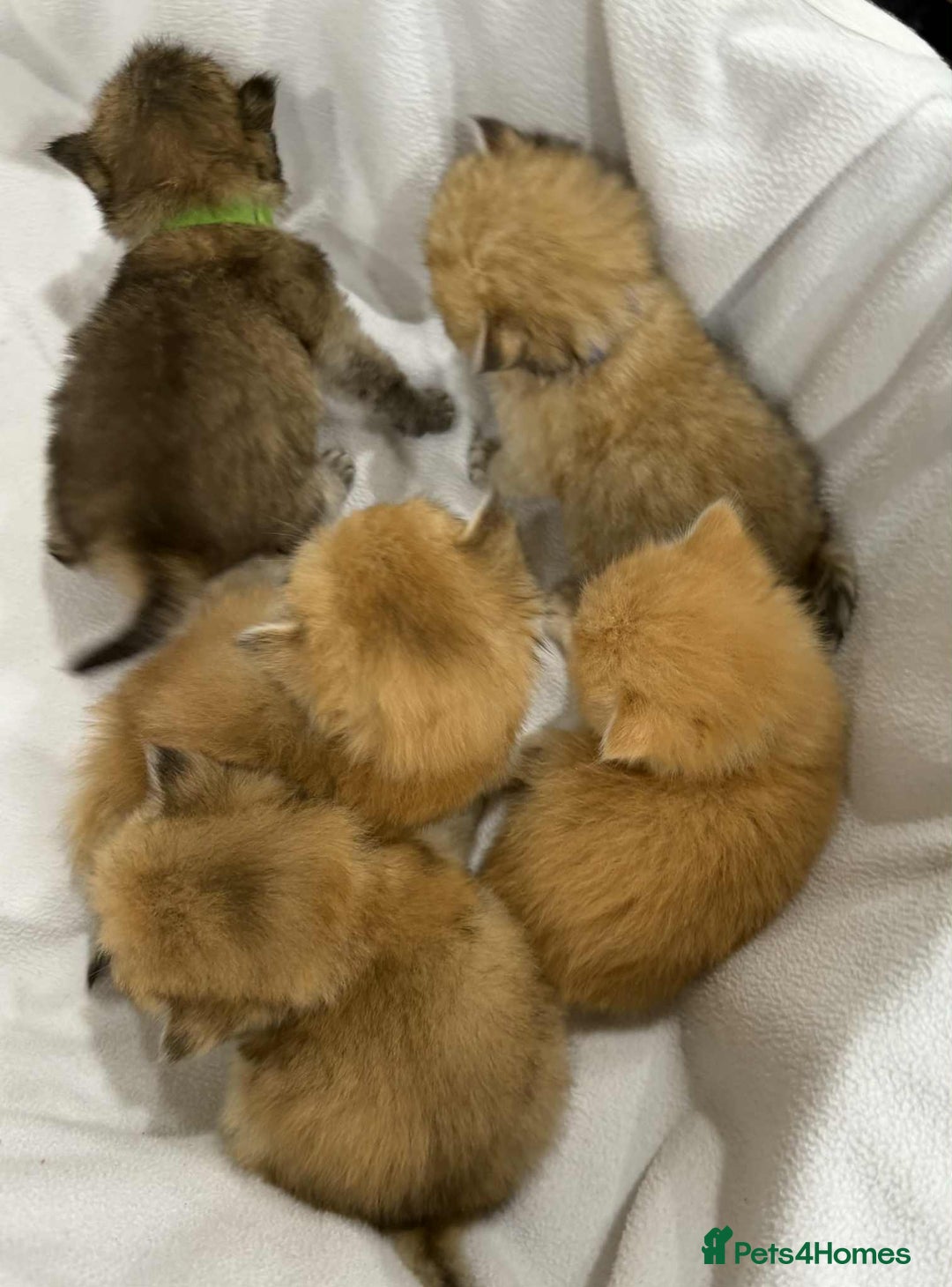 British Longhair cats for sale: ⭐️STUNNING GOLDEN BRITISH LONGHAIR TICA KITTENS⭐️ - Advert 19