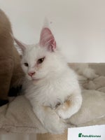 Maine Coon cats - Advert 6