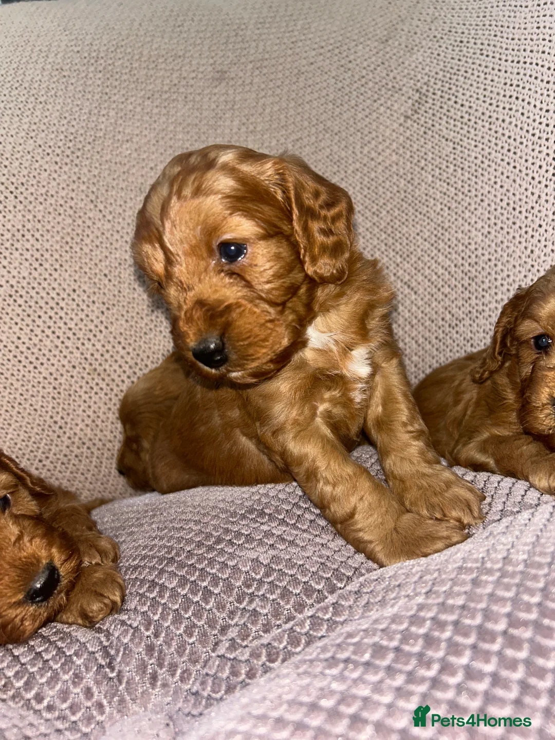 Cockapoo dogs for sale: 🐶Exceptional dark red toy cockapoos🐶 - Advert 12