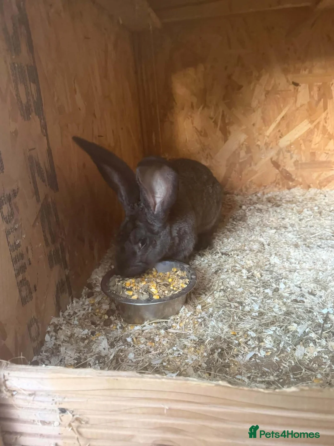 Continental Giant rabbits for sale: Continental  - Advert 3