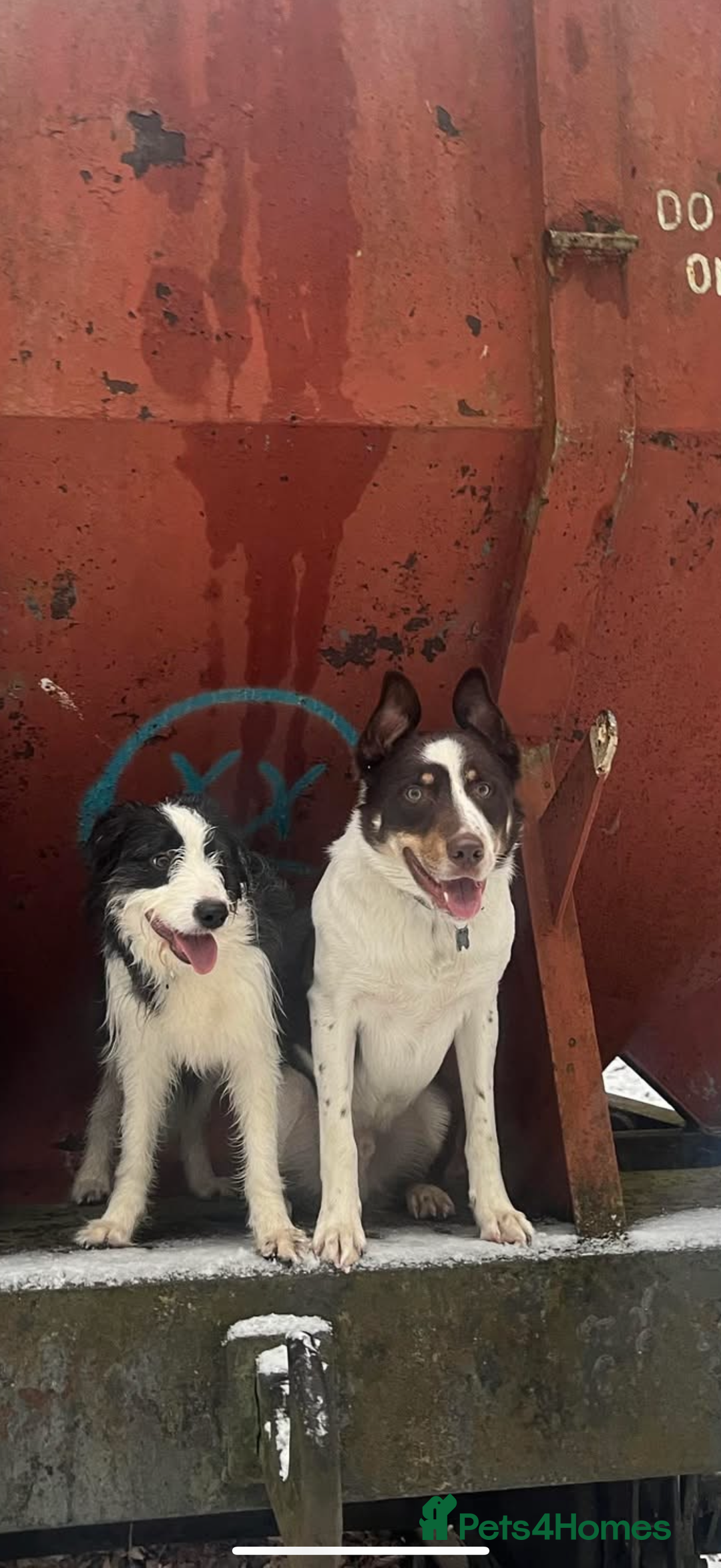 Border Collie dogs for sale: Adorable Female Border Collie Puppy!  - Image 4