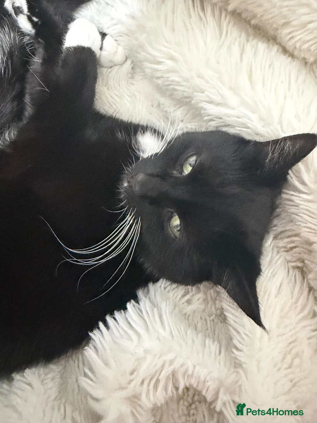 British Shorthair cats for sale: Nova & Aria.  - Advert 2
