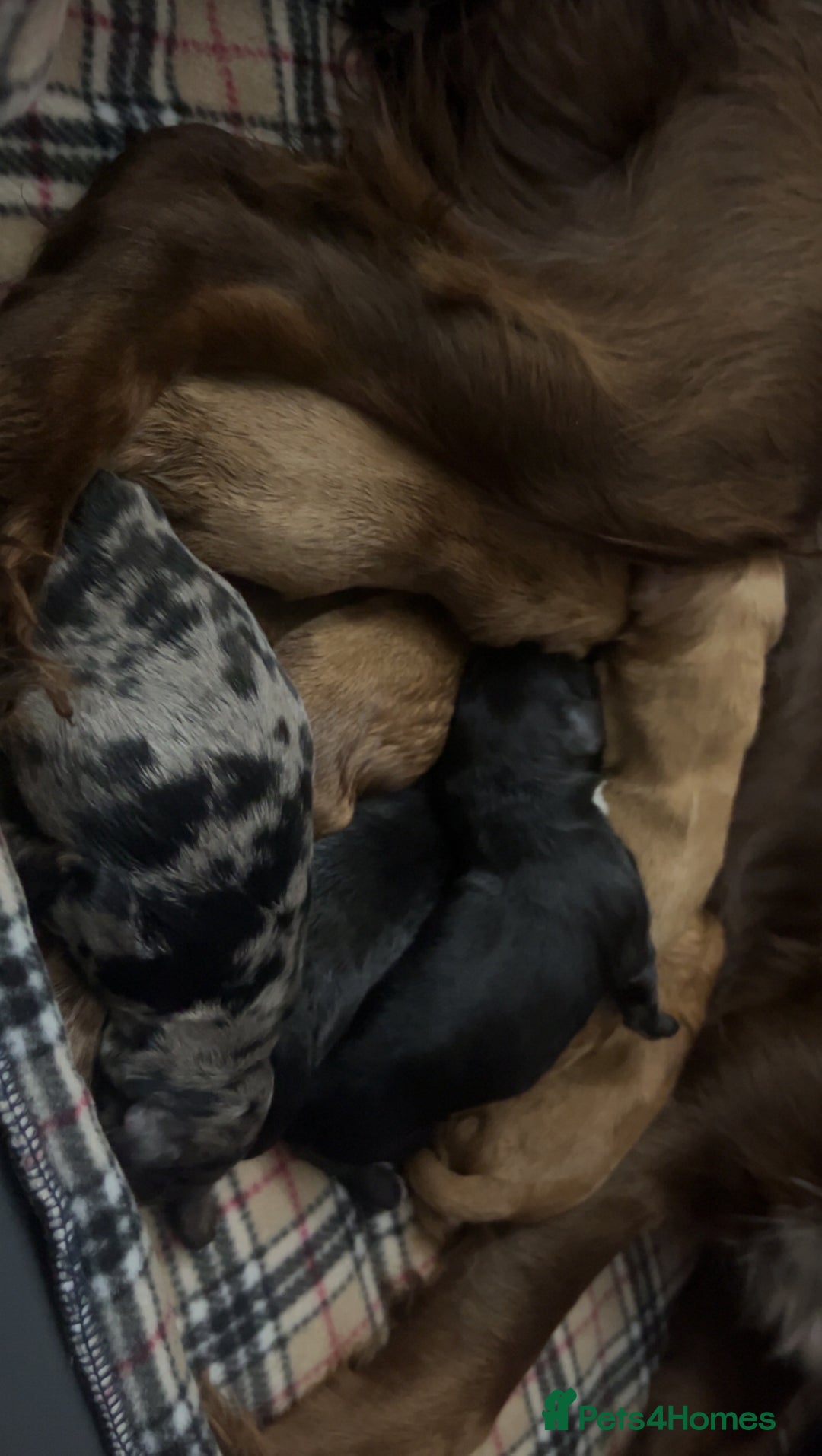 Cockapoo dogs for sale: Health tested cockapoo puppies for sale - Image 19