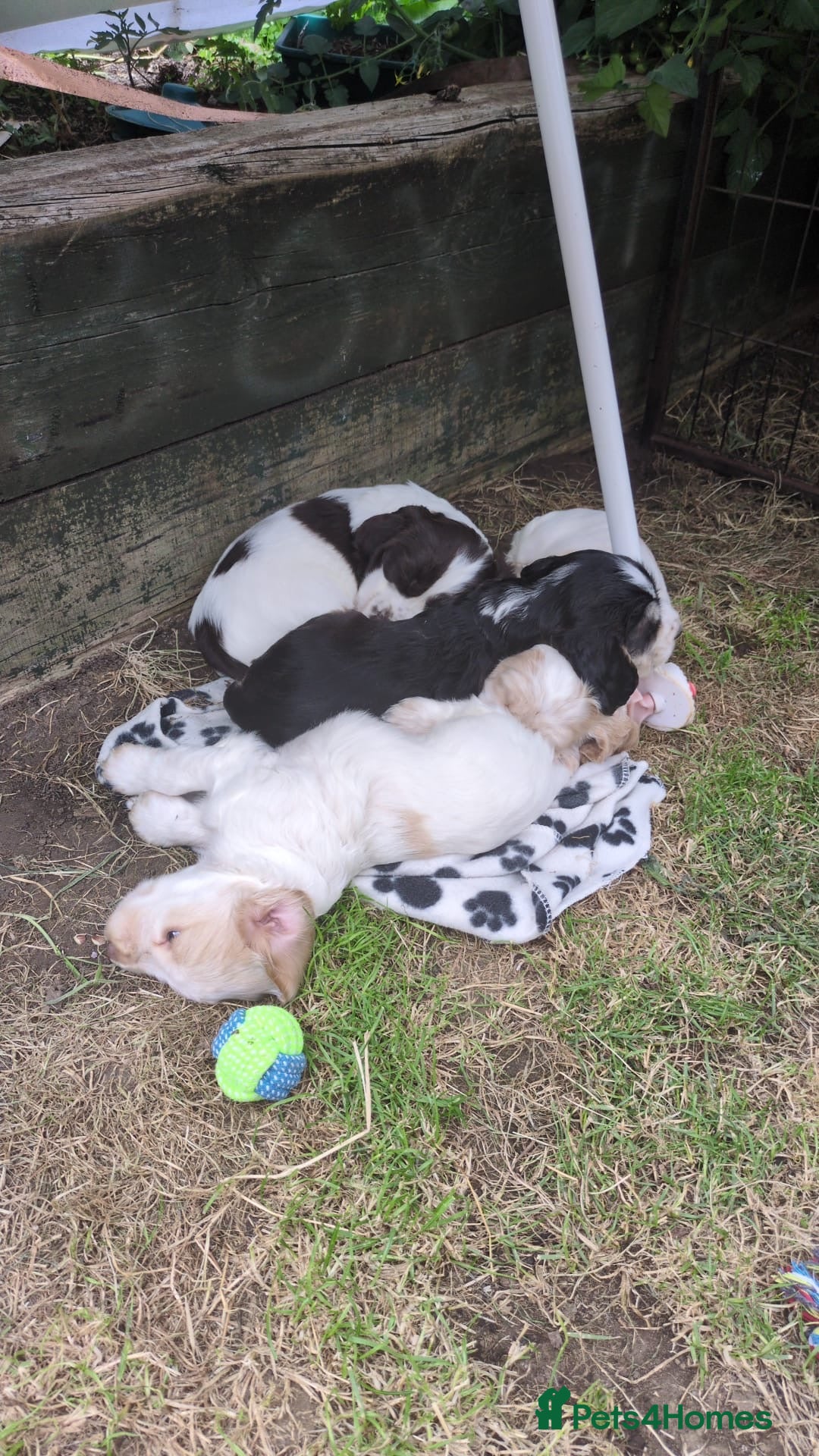 Cocker Spaniel dogs for sale: Gorgeous Cocker Spaniel Puppies - Image 20