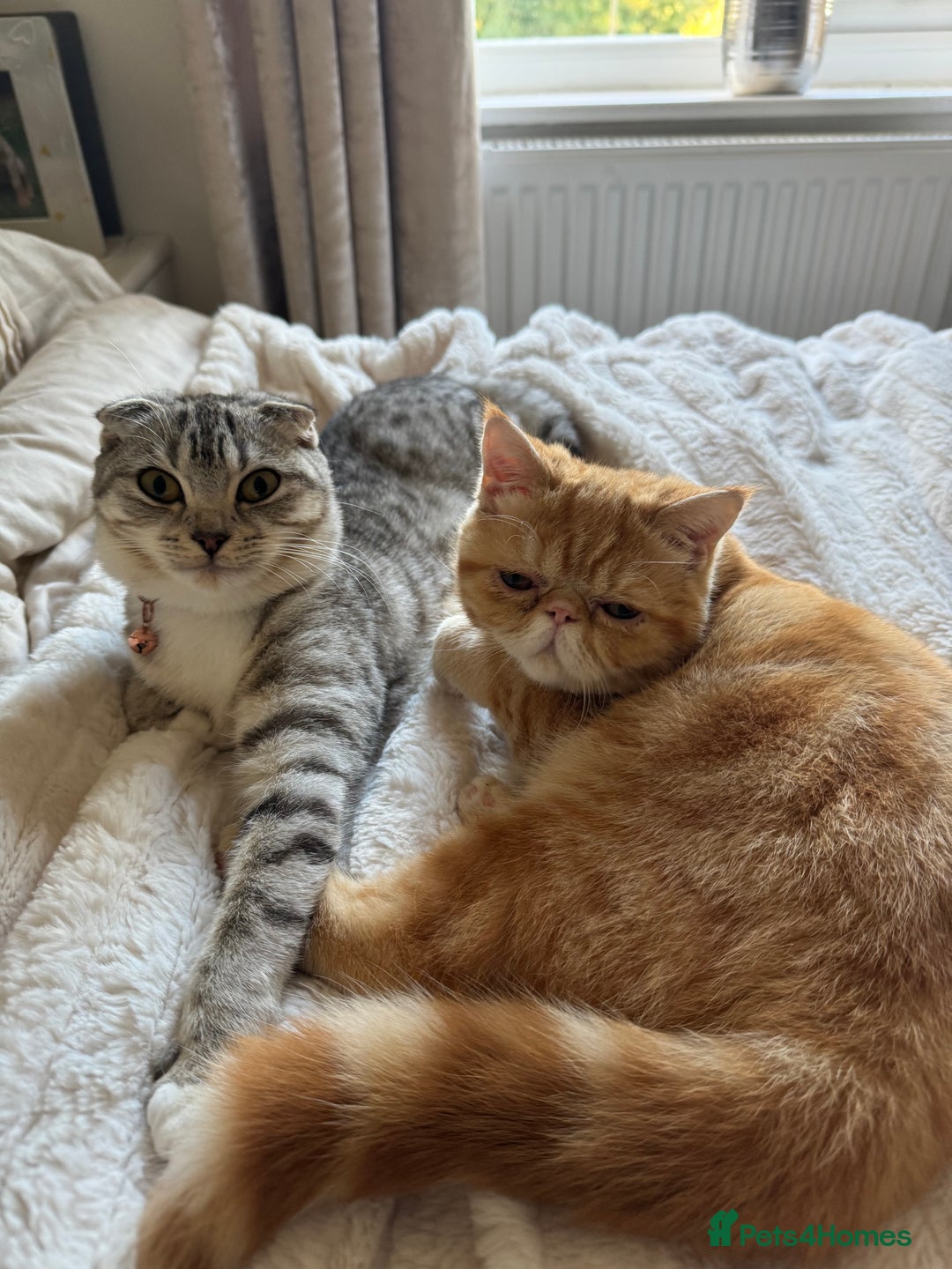 Exotic cats for sale: Exotic shorthaired Persian female - Image 9