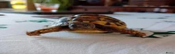 Tortoise reptiles for sale: Year old baby tortoises for sale - Advert 6