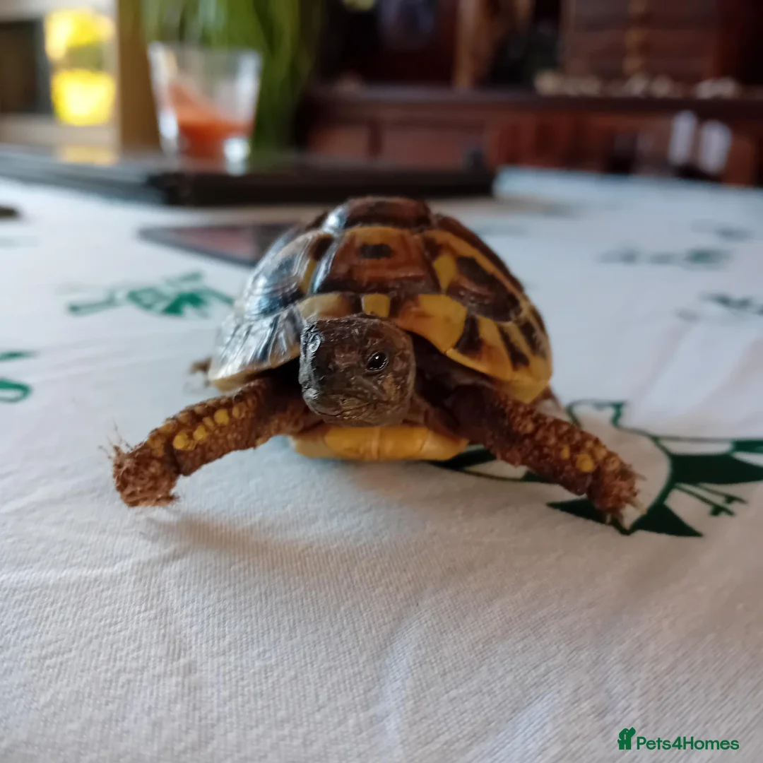 Tortoise reptiles for sale: Year old baby tortoises for sale - Advert 6