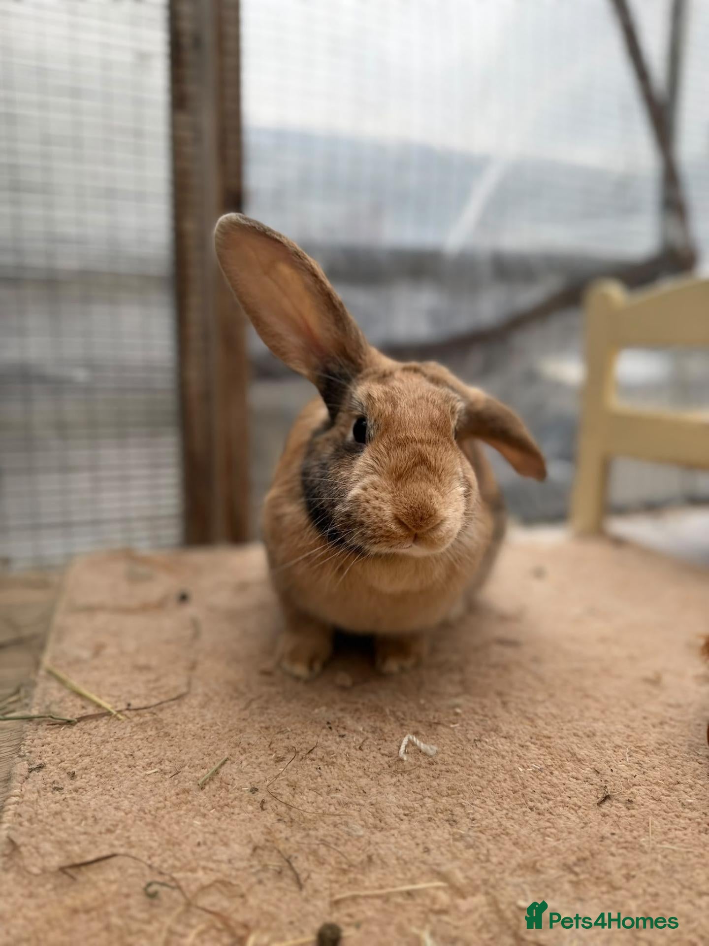 Mixed Breed rabbits for sale: Luss - Spayed and vaccinated  - Advert 1
