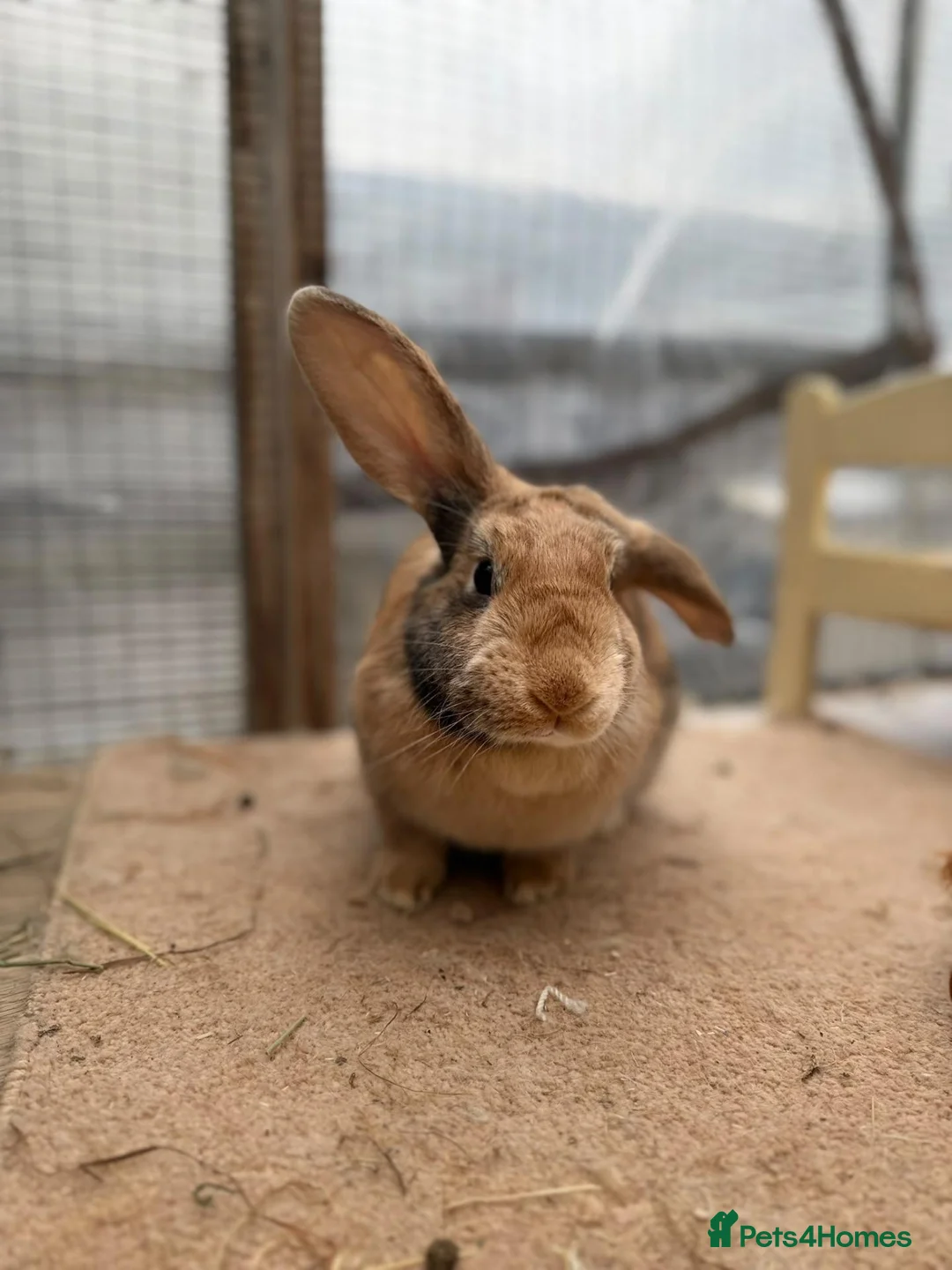 Mixed Breed rabbits for sale: Luss - Spayed and vaccinated  - Advert 1