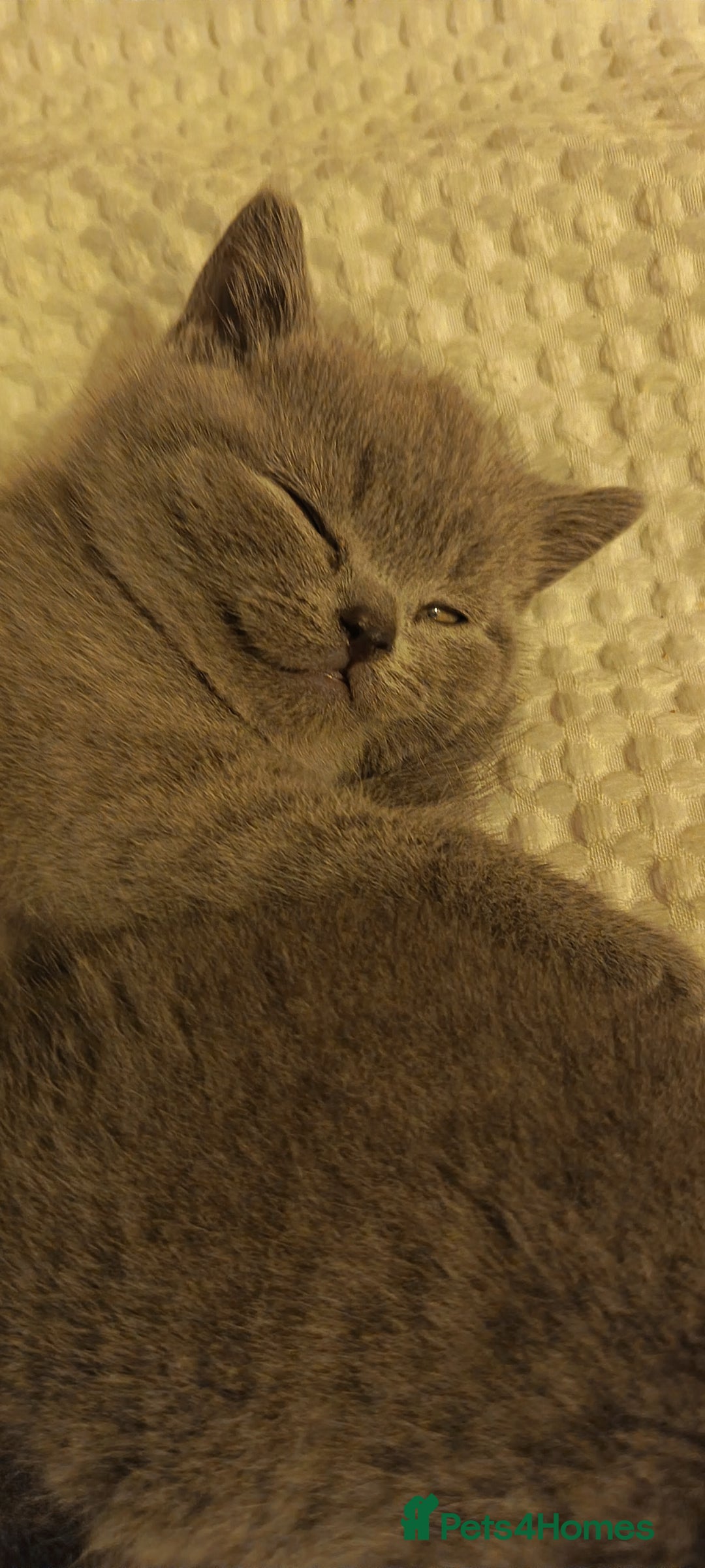 British Shorthair cats for sale: British shorthair kittens  - Image 5