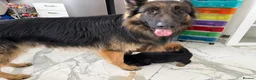 Mixed Breed dogs for sale: Belgian Malinois x German Shepherd Puppies - Advert 11