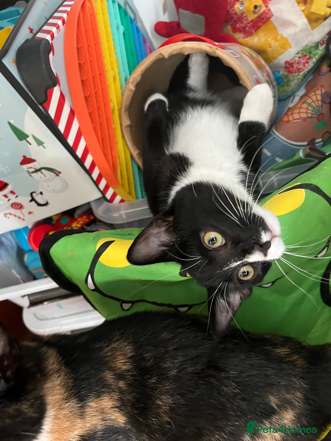Mixed Breed cats for sale: Black tuxedo cat and female calico  - Advert 3