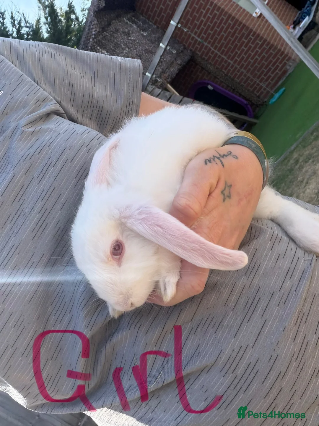 Mixed Breed rabbits for sale: Baby rabbits  - Advert 2