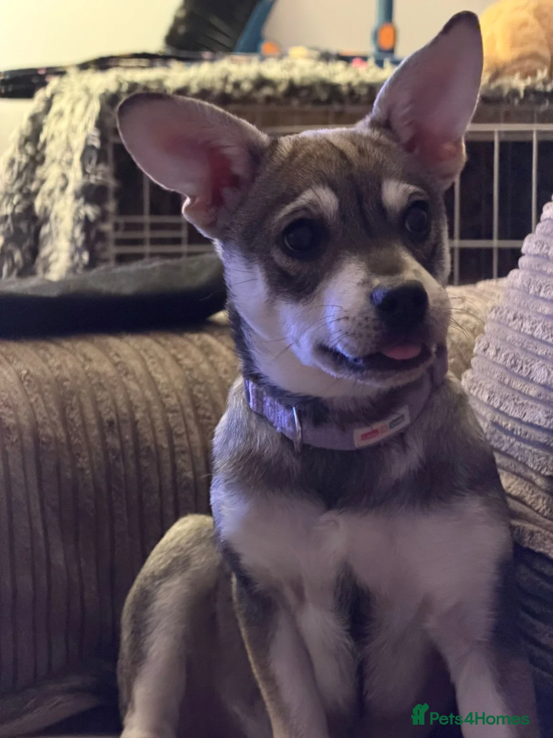 Mixed Breed dogs for sale: Bingo needing a home - Advert 4