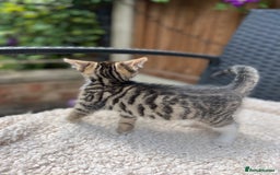 Turkish Angora cats for sale: ⭐️ Beautiful Turkish Angora X Bengal kittens ⭐️ - Image 11