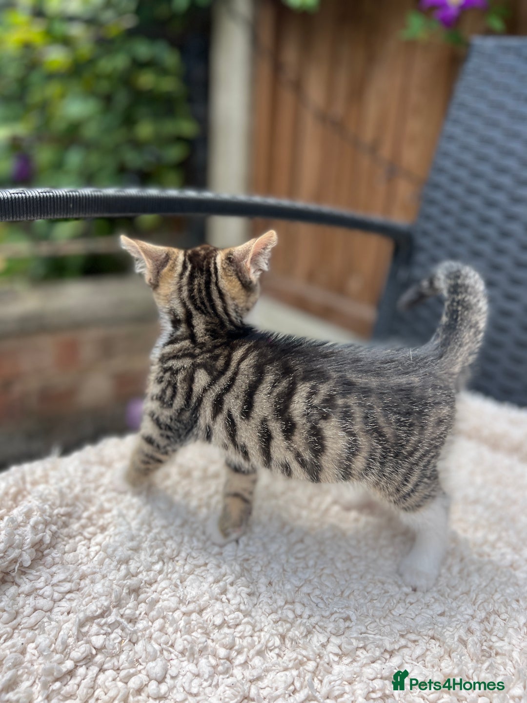 Turkish Angora cats for sale: ⭐️ Beautiful Turkish Angora X Bengal kittens ⭐️ - Image 11