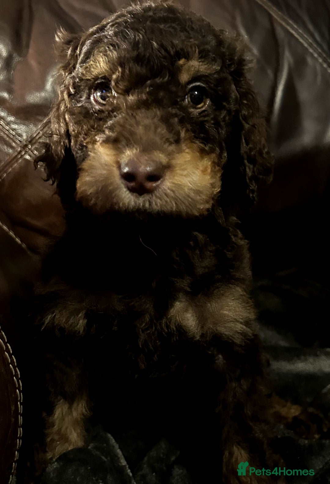 Labradoodle dogs for sale: stunning F2 labradoodle puppies... Available now - Advert 15